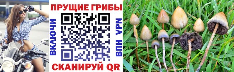 как найти закладки  Киренск  Галлюциногенные грибы MAGIC MUSHROOMS 